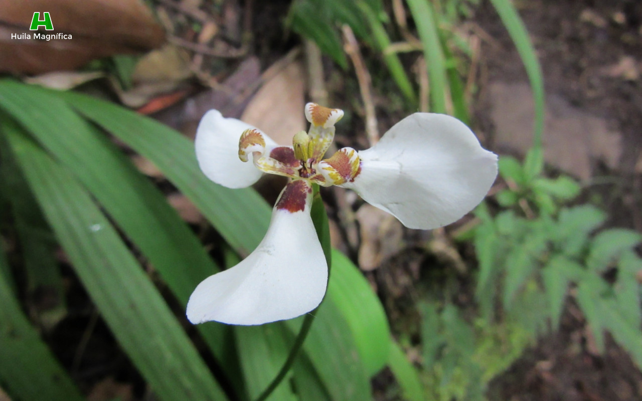 Orquídea/Cattleya