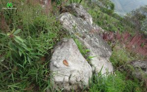 Petroglifos El Tambillo - Rivera