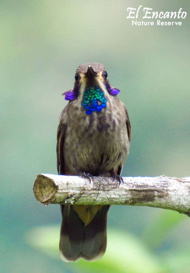 Brown violetear - Colibrí pardo - (Colibri delphinae)