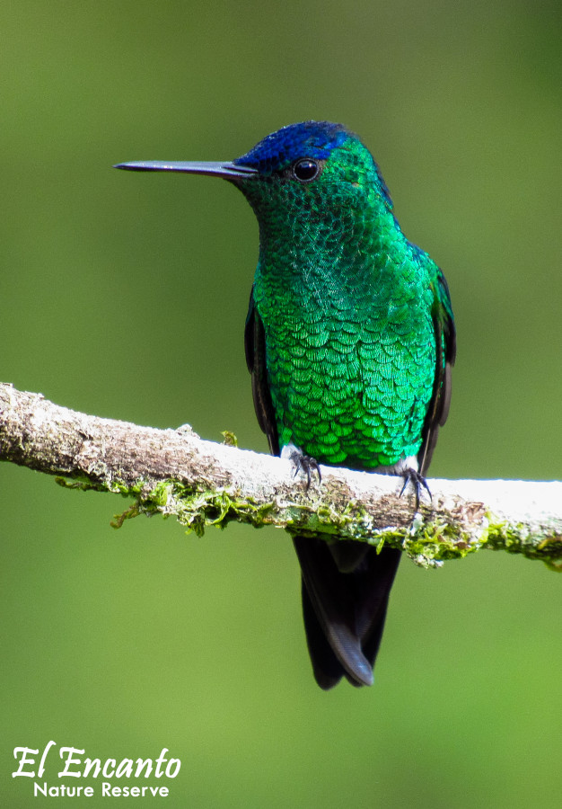 Diamante de frente azul o colibrí gorriazul - (Amazilia cyanifrons)