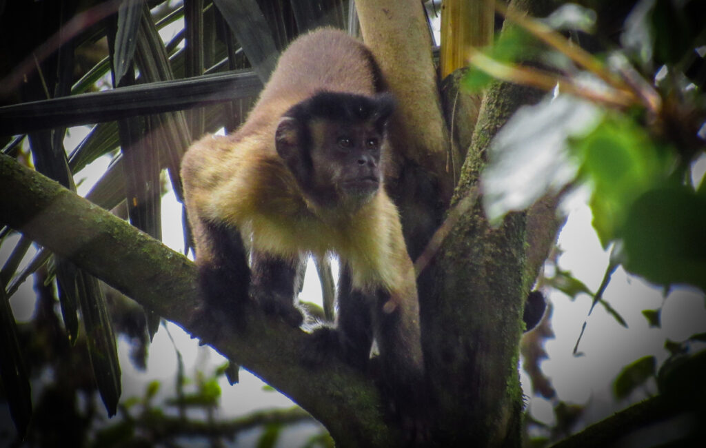 Mono maicero, capuchino de cabeza dura (Cebus apella).